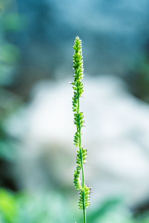 the delicate beauty of a grass flower, showcasing its slender, feathery petals and intricate structure