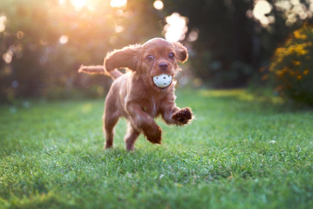 Cavalier spaniel running with ball on green grass
