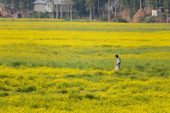 South Asian boy standing in mustard flower field in Bangladesh