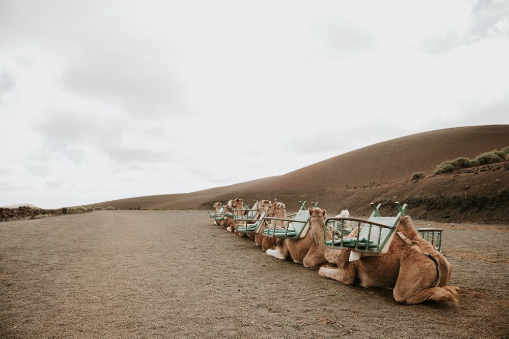 Camels resting near hill