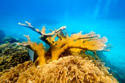 Yellow corals underwater in ocean