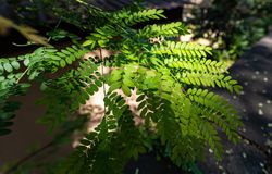 Close up of acacia leaves