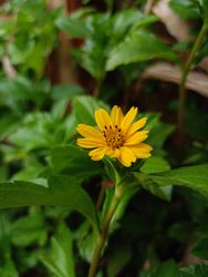 sunflower background