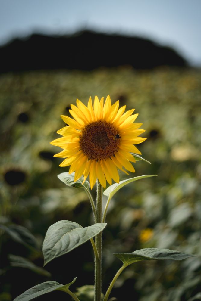 Yellow sunflower in close up