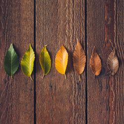 Autumn leaves from green to red on dark wooden background