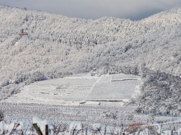 Alsace vineyards under heavy snow on a sunny winter day. Details and top view.