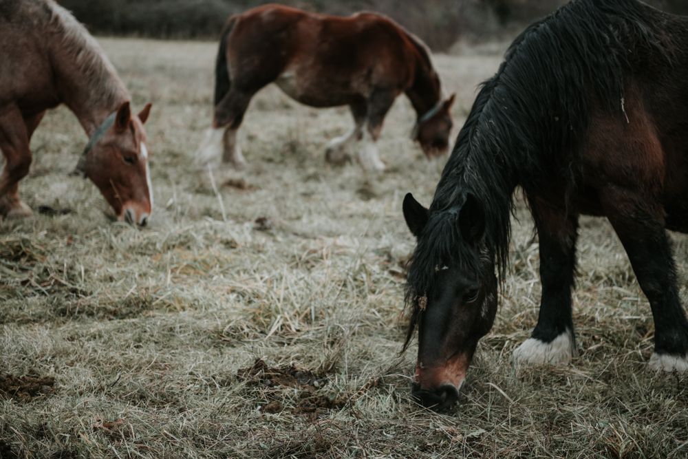 Funny horses on meadow