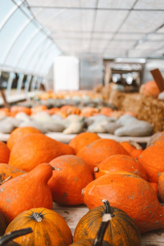 Pumpkins on table in greenhouse