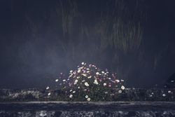 Bush of delicate flowers against gray wall