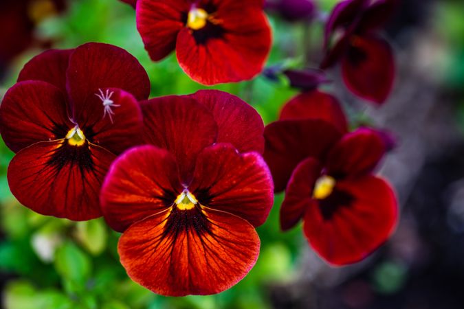 Spring time in garden with burgundy pansy flowers