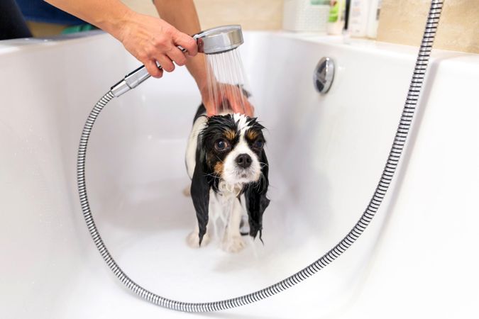 Cavalier spaniel being bathed