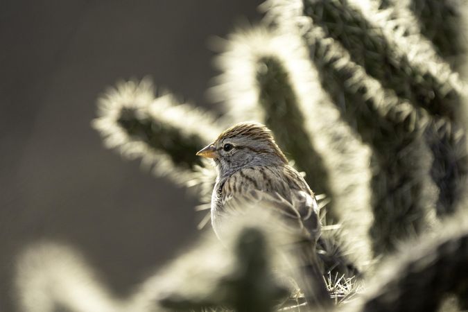 Rufous-winged Sparrow in Tucson, Arizona