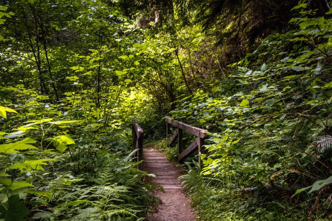 Wooden footpath in lush forest