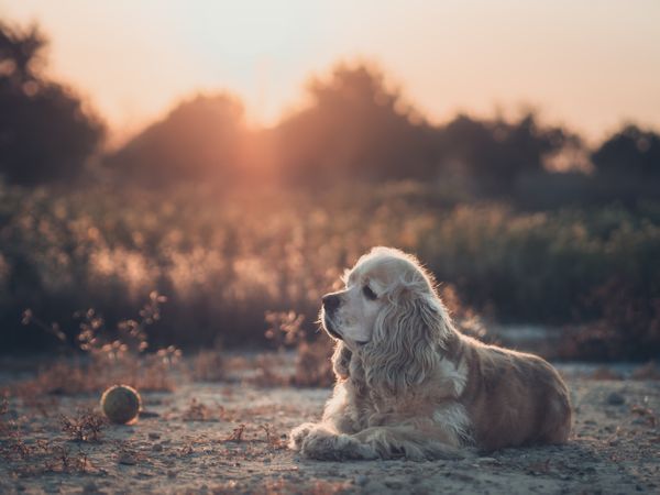 Funny dog lying on ground between plants