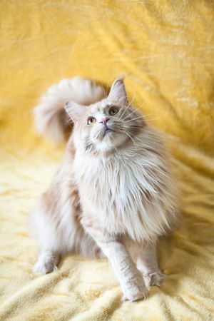 Fluffy Persian Cat Sitting on Yellow Blanket