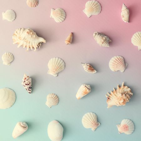 Seashell pattern on gradient pastel pink and blue background