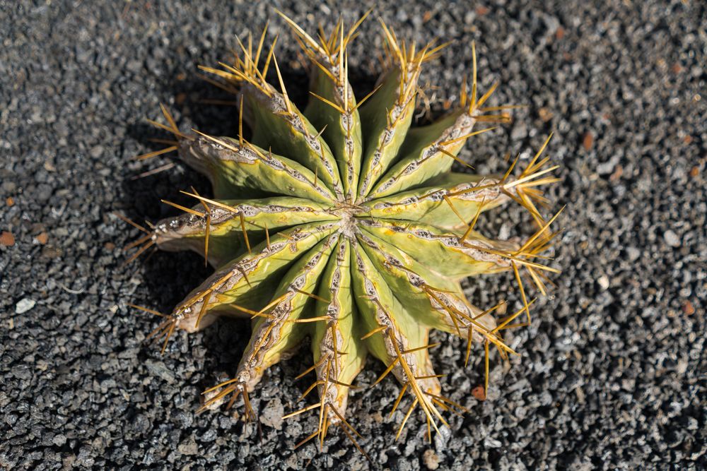 Bunch of prickly cactus