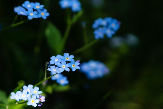 Blue forget-me-not flowers in green garden setting.