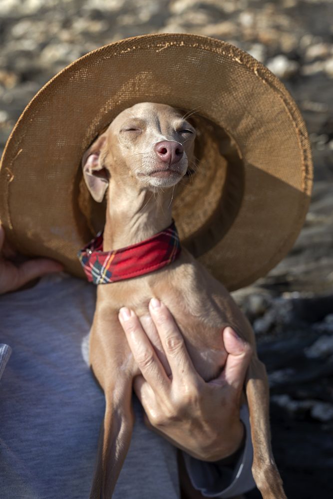 Little italian greyhound dog with hat in the beach