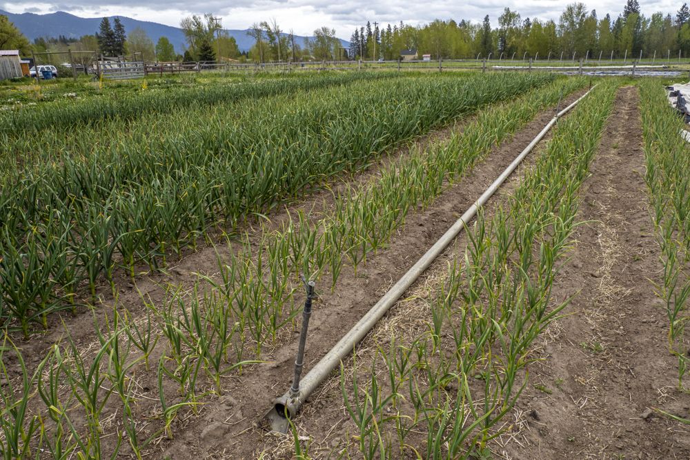 Agricultural field in the Rocky Mountains