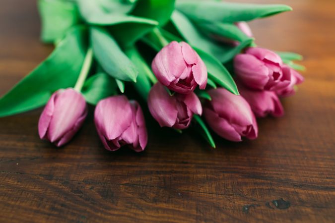 Pink tulips on clear background