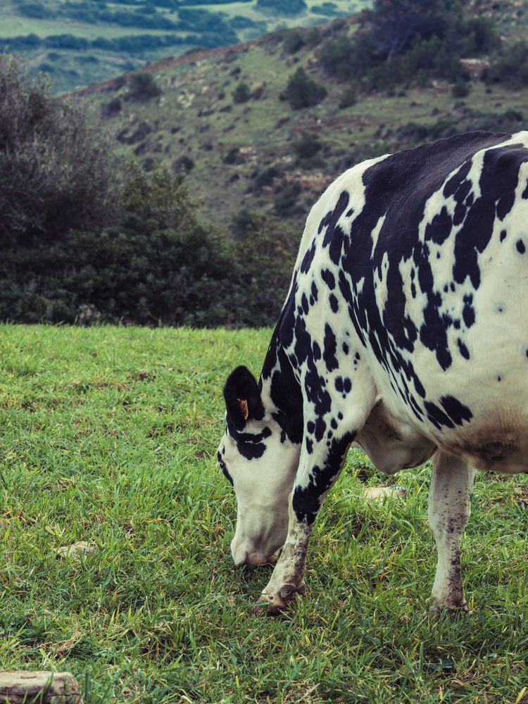 Wow grazing on grassy hill in Menorca