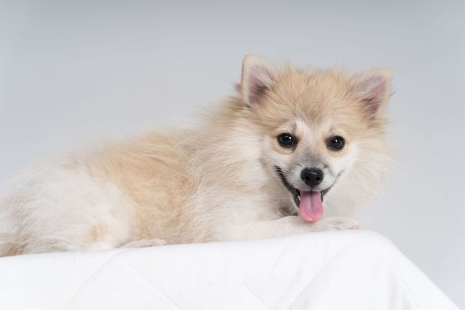 Portrait of cute Pomeranian dog 