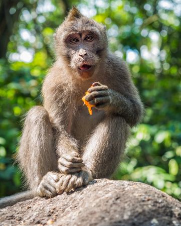 Bali, Indonesia - August, 15 2015: Monkey eating fruit on stone