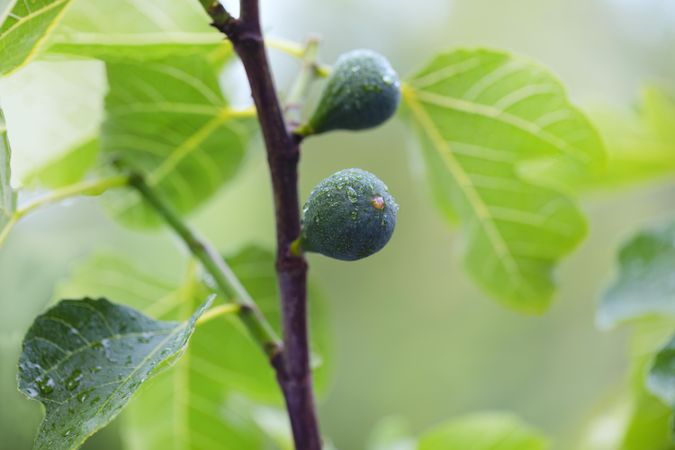 Fig growing on tree after rain storm