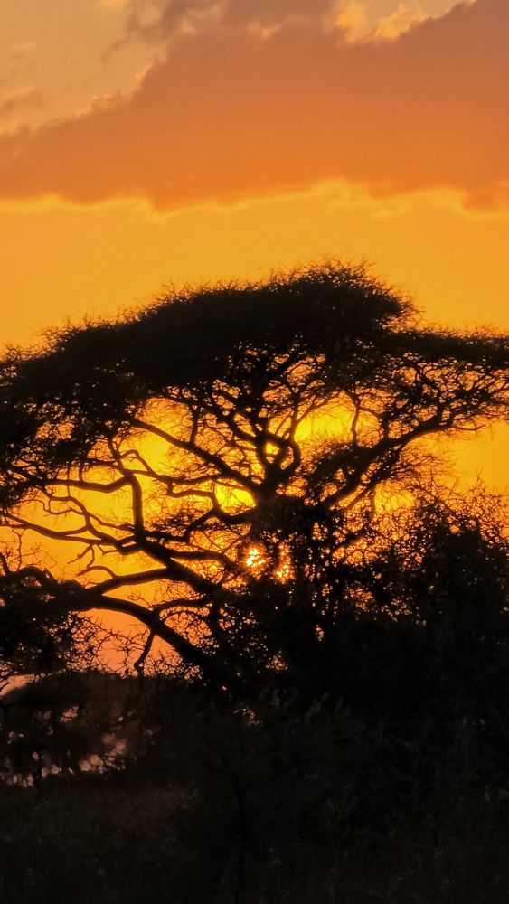 African sunset illuminating acacia tree in Kenya