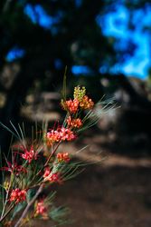 Dark red flowers with blurred out background outside
