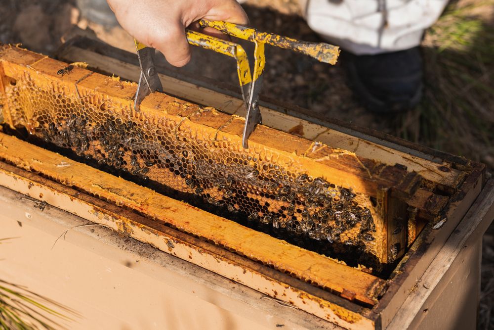 Crop beekeeper working in apiary in summer