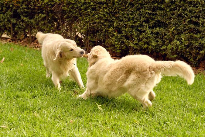 Golden Retriever dogs playing together in park