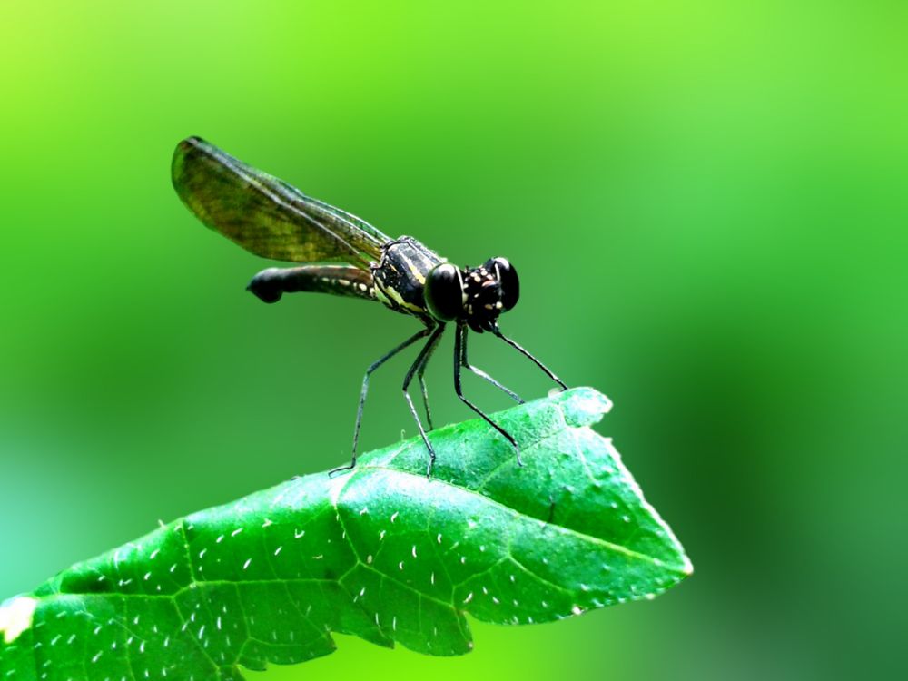 A macro shot of a dragonfly or commonly known as "Capung" in Indonesia