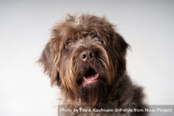 Cute Wirehaired Griffon Dog In Studio Shoot Free Photo BE9gOV   Free BE9gOV 