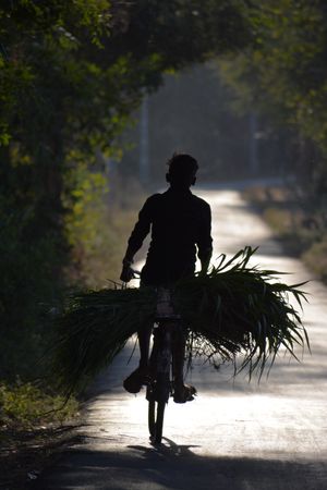 Silhouette of man riding a bike transferring green leaf
