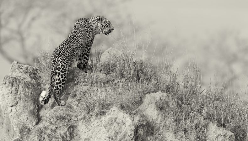 Grayscale photo of leopard walking on grass