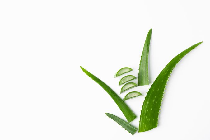 Aloe vera leaves and slices on plain background, space for text. Natural treatment