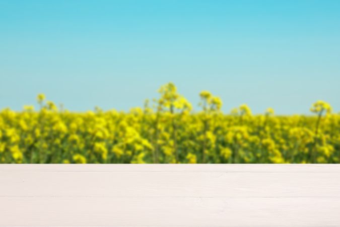 wooden table against rapeseed field. Mock up. Space for text