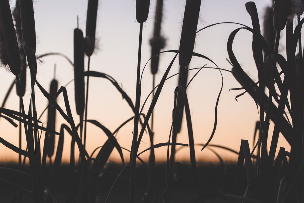 Reeds with fluffs at sunset
