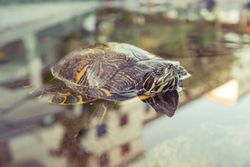 Sea turtle swimming in water