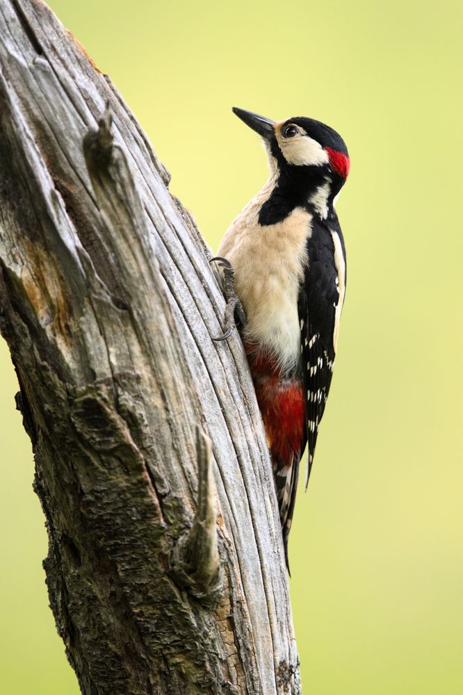 Wonderful bird on wood