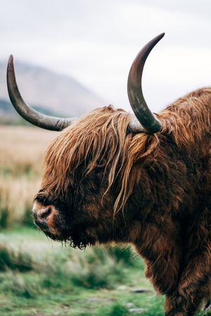 Big hairy yak pasturing on green meadow