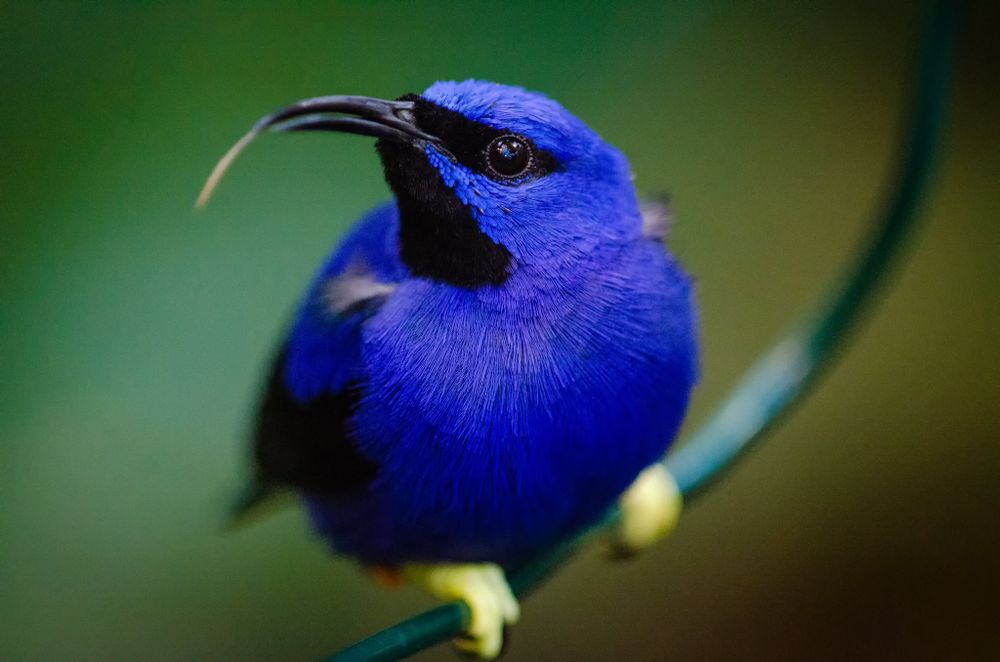 Bright blue shining honeycreeper
