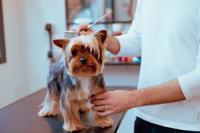 Crop groomer trimming fur of little dog