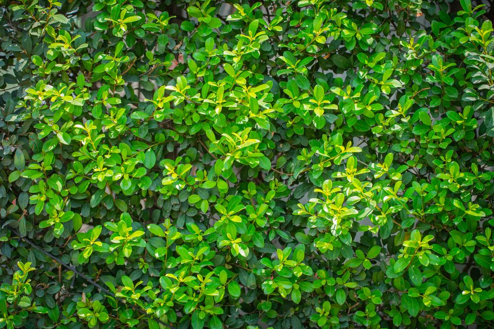 Green leaf texture background
