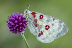 Light and red butterfly perching on purple flower