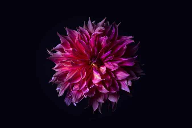 Beautiful dark pink dahlia