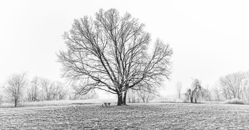 Large tree in a field with a small bench underneath, monochrome