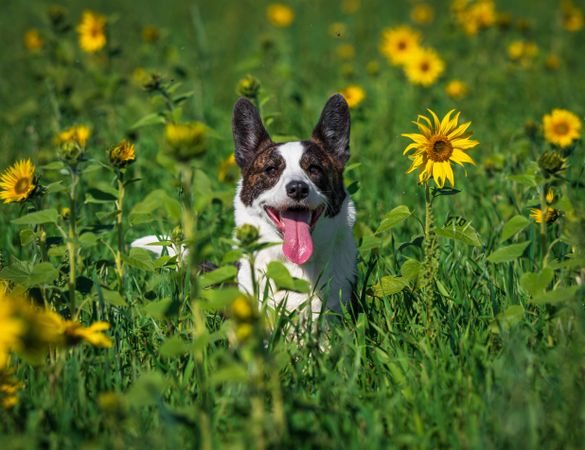 Corgi dog playing in a field of yellow sunflowers